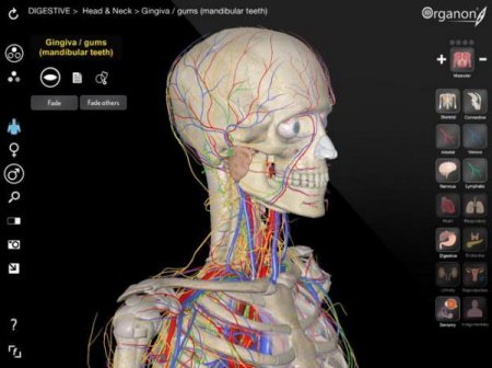 3D Organon Anatomy 3.0.0 ISO